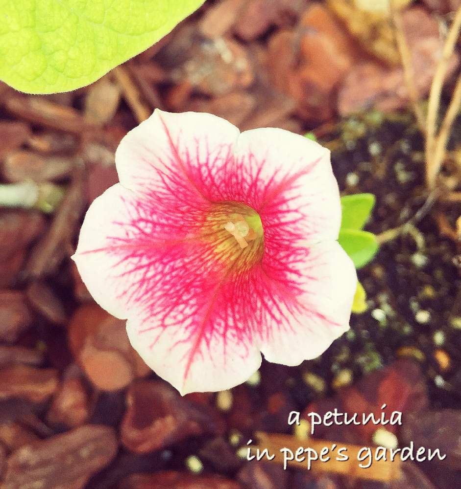 の画像 by ★pepe★さん | 夏の思い出と初心者ですとごめんねと枯れたとうつくしま福島と自己満足と癒しと東北とありがとうと可愛いと花のある暮らしと大好きペチュニア&カリブラコアとやっぱり花が好き♡と玄関前とiPhone撮影