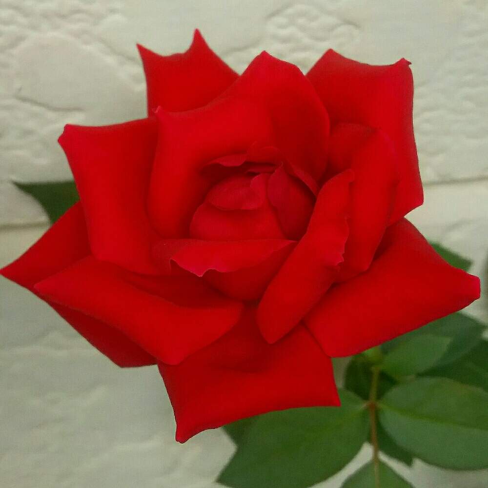 広い庭の画像 by キーコさん | 広い庭とクリスチャンディオールとHTCと薔薇愛同盟とクラッシックの名曲と花のある暮らしとキーコ′s ガーデンとキュンキュン乙女倶楽部No.54と赤いバラ