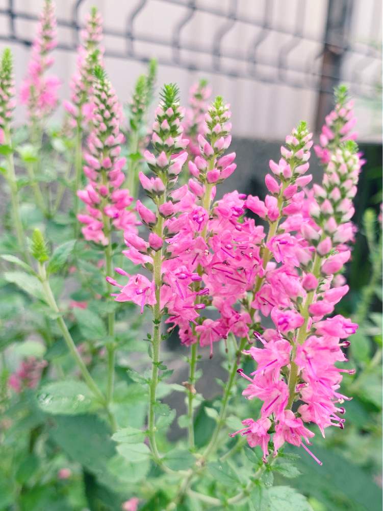小さな庭の画像 by buchiさん | 小さな庭とベロニカとベロニカ ファーストラブとピンクの花とかわいい♡とGS映えといい感じ♪♪と今日の一枚と今日のお庭と花のある暮らしとかわいいな♡