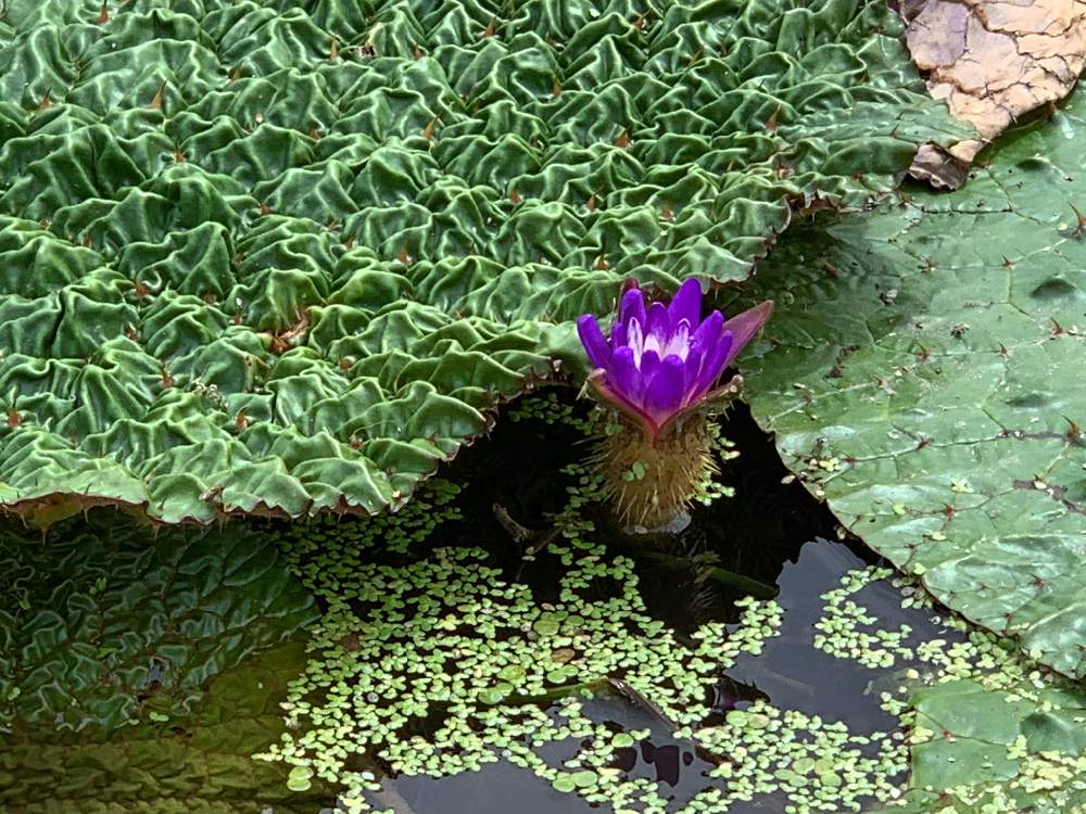 お出かけ先の画像 by ケン太さん | お出かけ先と絶滅危惧種とアップ写真と夏の花と埼玉 かずと#オニバスと花のある暮らし