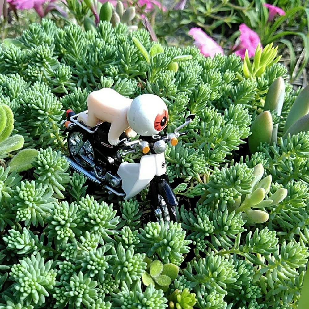 の画像 by 華ちゃんさん | セダム属と多肉植物とGS映えと全国オヤジ連合会と秋の気配と多肉女子といやされると目玉オヤジ集合と多肉寄せ植えとセタムパリダム