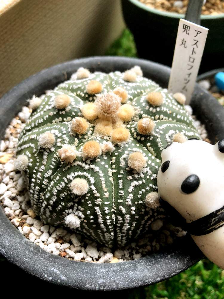 バルコニー/ベランダの画像 by kpさん | バルコニー/ベランダとアストロフィツム属 兜丸と多肉植物と初心者ですと多肉のある暮らしとアストロフィツム属とタニラーとGREEN UP!と多肉初心者と兜丸。
