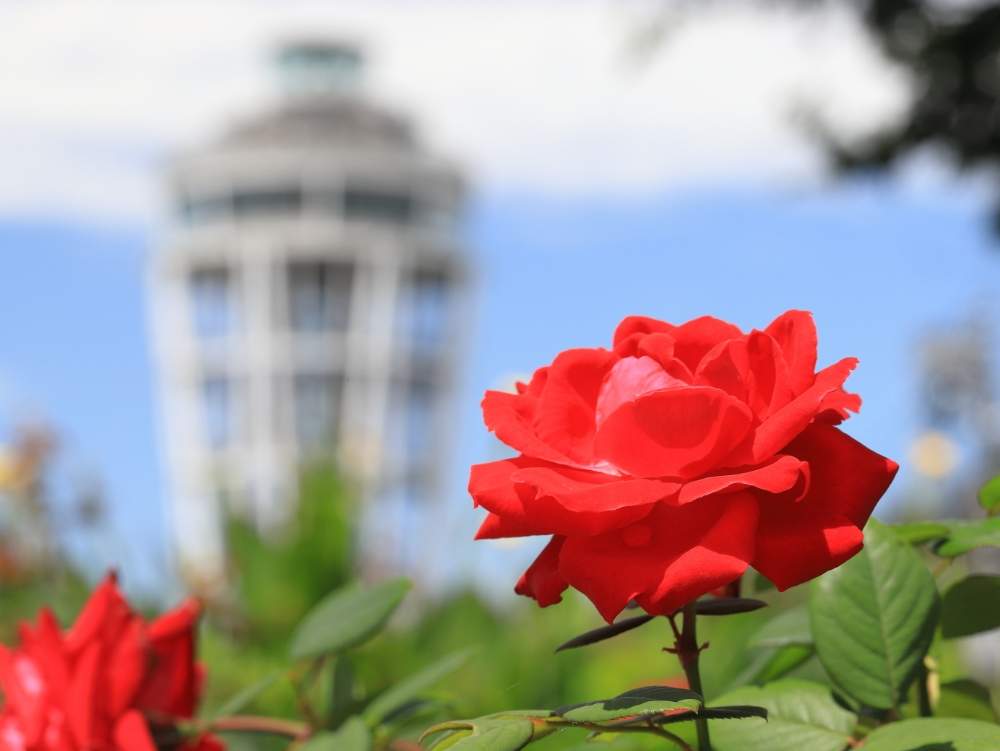 お出かけ先の画像 by takosyaさん | お出かけ先と薔薇と空が好きとファインダー越しの私の世界とcanonと江の島と江ノ島サムエルコッキング苑と藤沢とI♡Kanagawaと一眼レフとEF100mmf=2.8マクロと青空の下と神奈川の風景と江の島シーキャンドルとカメラ好き☆とI♡Fujisawaと江ノ島のある景色