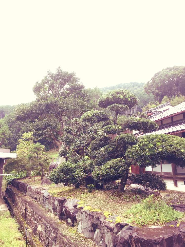 広い庭の画像 by ミッチさん | 広い庭と剪定と庭師とお庭の植物と大変な作業と日本庭園風とどうしよう?