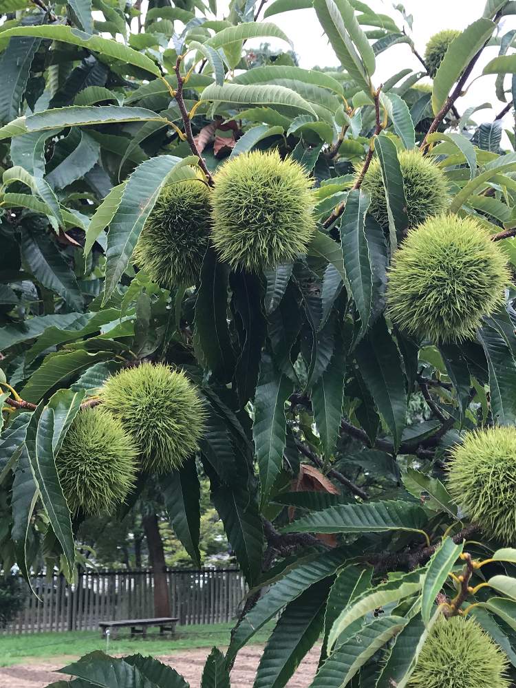 お出かけ先の画像 by たらさん | お出かけ先と公園と植物園とGreenSnapmarcheと長居植物園と花のある暮らしとお散歩とGREEN UP!