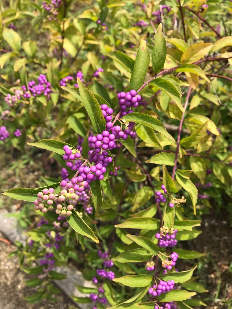 お出かけ先の画像 by たらさん | お出かけ先と公園と植物園とGreenSnapmarcheと長居植物園と花のある暮らしとかわいいとお散歩とGREEN UP!