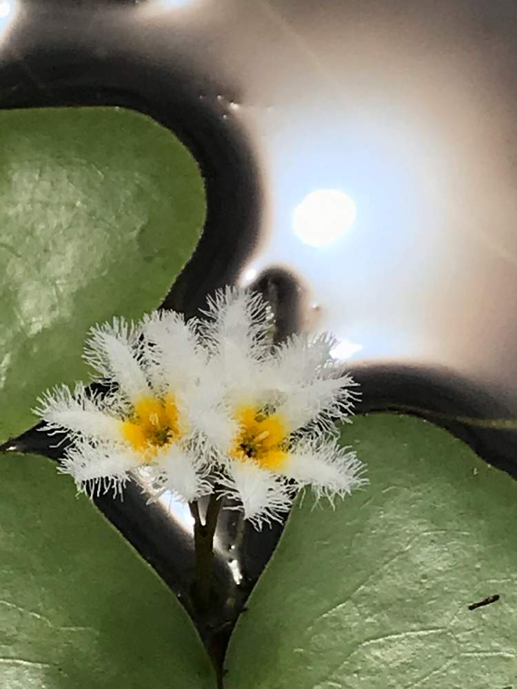 お出かけ先の画像 by たらさん | お出かけ先と公園と植物園とGreenSnapmarcheと長居植物園と花のある暮らしとかわいいとお散歩とGREEN UP!と水草フォトコン