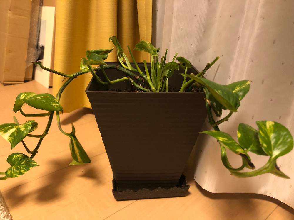 部屋の画像 by たむたむさん | 部屋とポトスと初心者ですとリベンジ!とわが家の観葉植物❢と上手に育てたいと ポトス