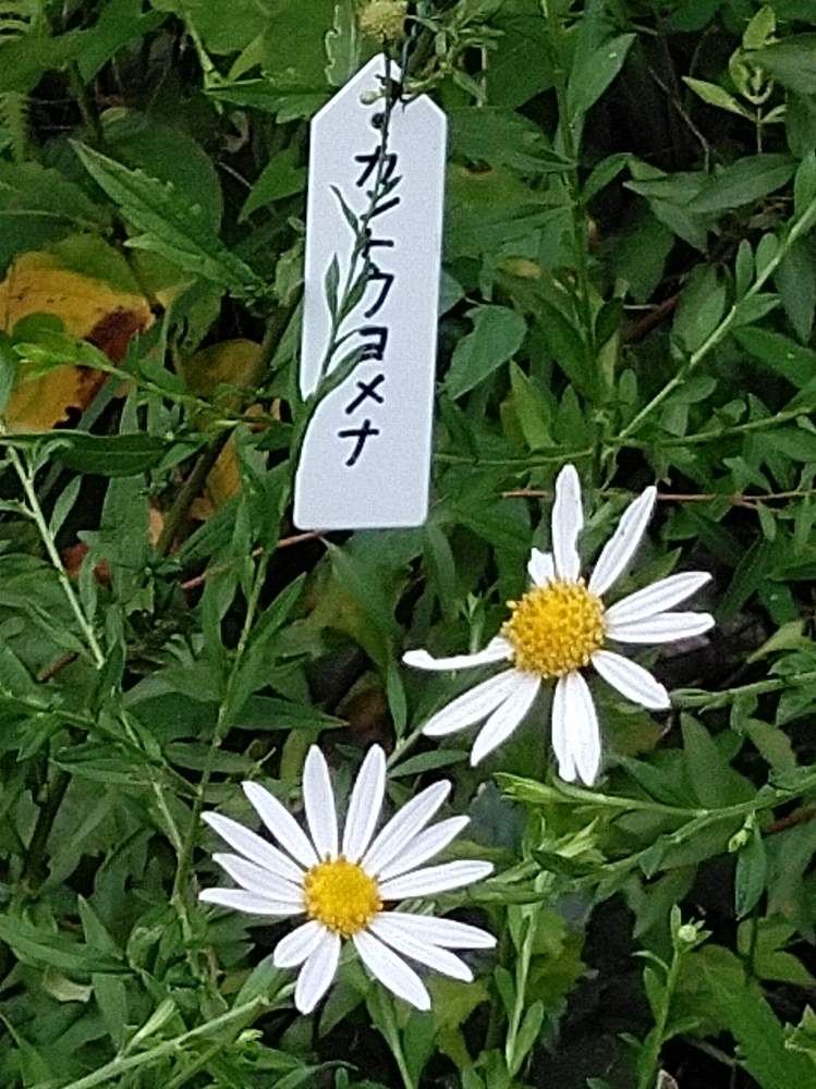 お出かけ先の画像 by ガラスビンさん | お出かけ先とカントウヨメナと花のある暮らしとGS 日和と町の自然