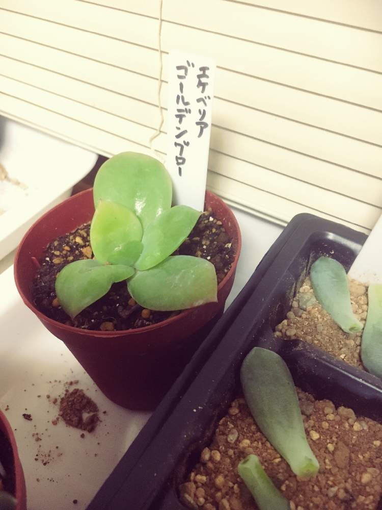 窓辺の画像 by ポラリスさん | 窓辺とゴールデングローと多肉植物と多肉女子とタニク初心者とゴールデングロー☆