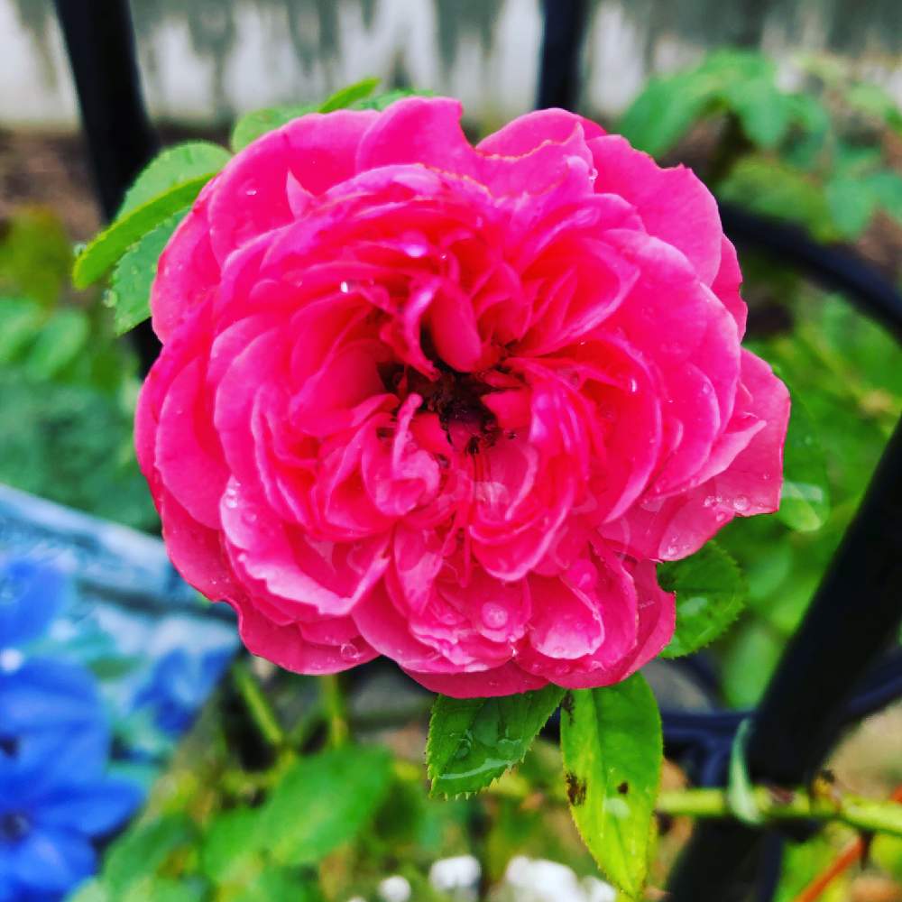 小さな庭の画像 by まなあゆさん | 小さな庭ときれいとレオナルドダビンチと花のある暮らしと薔薇♪とレオナルド・ダ・ヴィンチと素敵