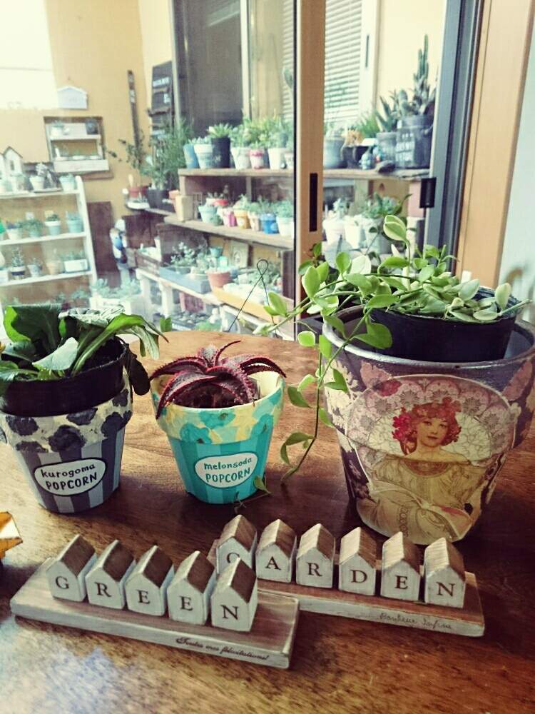 部屋の画像 by GreenGardenさん | 部屋と多肉植物とmokoさん鉢とjunkと今日の一枚と アジュガと多肉女子と多肉好きと木工クラフト市とちゅりさん鉢とディスキディアエメラルド☆とmaronchanの木工品