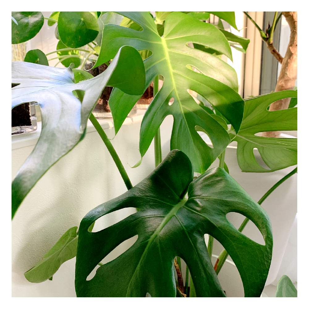 部屋の画像 by ぴーこさん | 部屋と観葉植物とモンステラ属とグリーン!グリーン!グリーン!とグリーンが好き♡