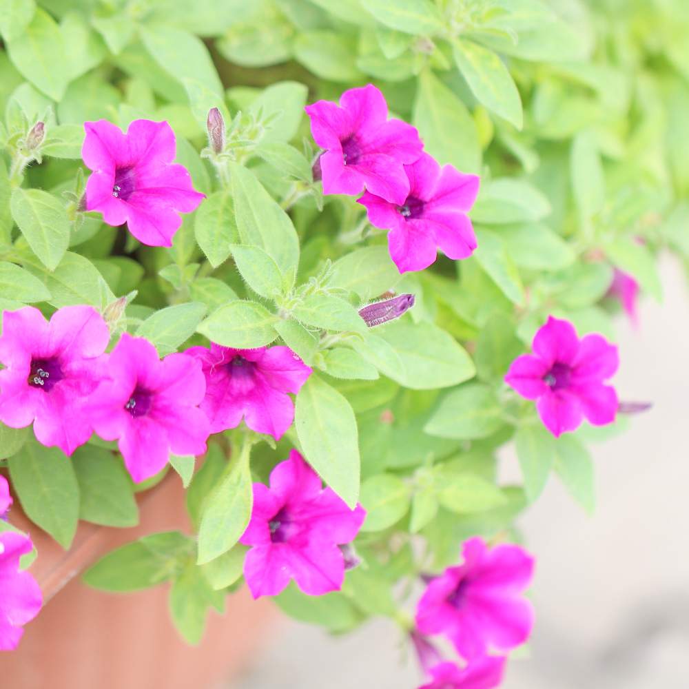 お出かけ先の画像 by おはぎさん | お出かけ先と花のある空間と癒しとおさんぽと花のある生活とカリブラコア♡と癒され風景と花のある暮らしとかわいいな♡とやっぱり花が好き♡