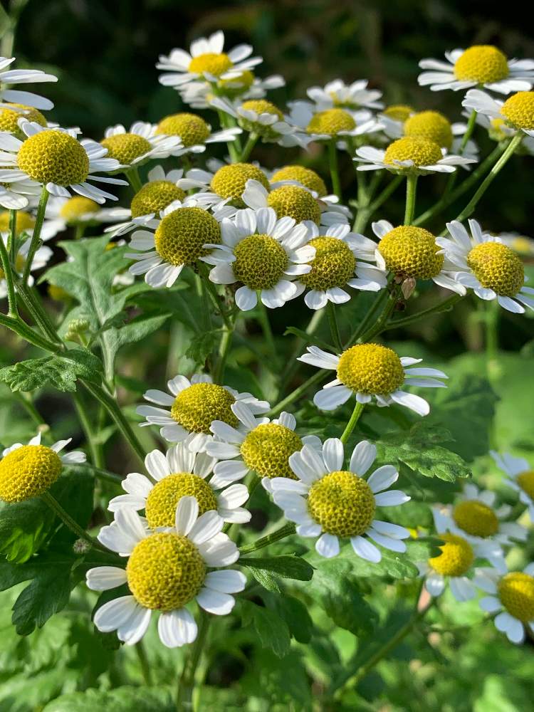小さな庭の画像 by エゾなきウサギさん | 小さな庭とマトリカリアと花のある暮らしと草むらの花