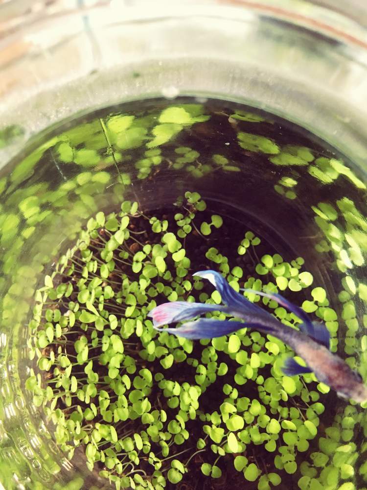 棚の画像 by Ben☺︎さん | 棚と水草・種類不明と観葉植物とボタニカルライフと熱帯魚と可愛すぎる♡と植物女子と水草フォトコン