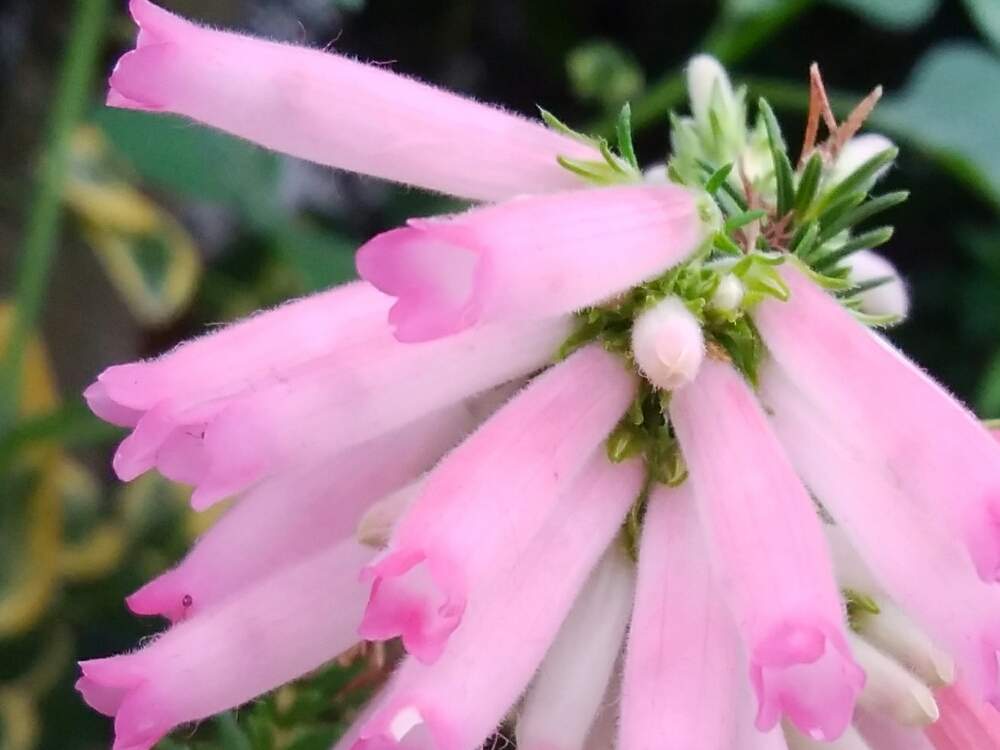 小さな庭の画像 by ドン君さん | 小さな庭とエリカと花のある暮らしと庭の宿根草とよせ植え