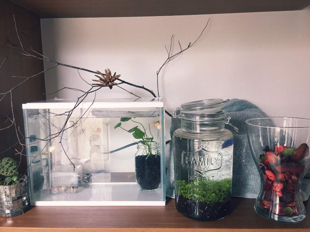 棚の画像 by Ben☺︎さん | 棚とジュエルオーキッド マコデスペトラとドウダンツツジと観葉植物とボタニカルライフと熱帯魚と可愛すぎる♡と植物欲とプラスチックスマート