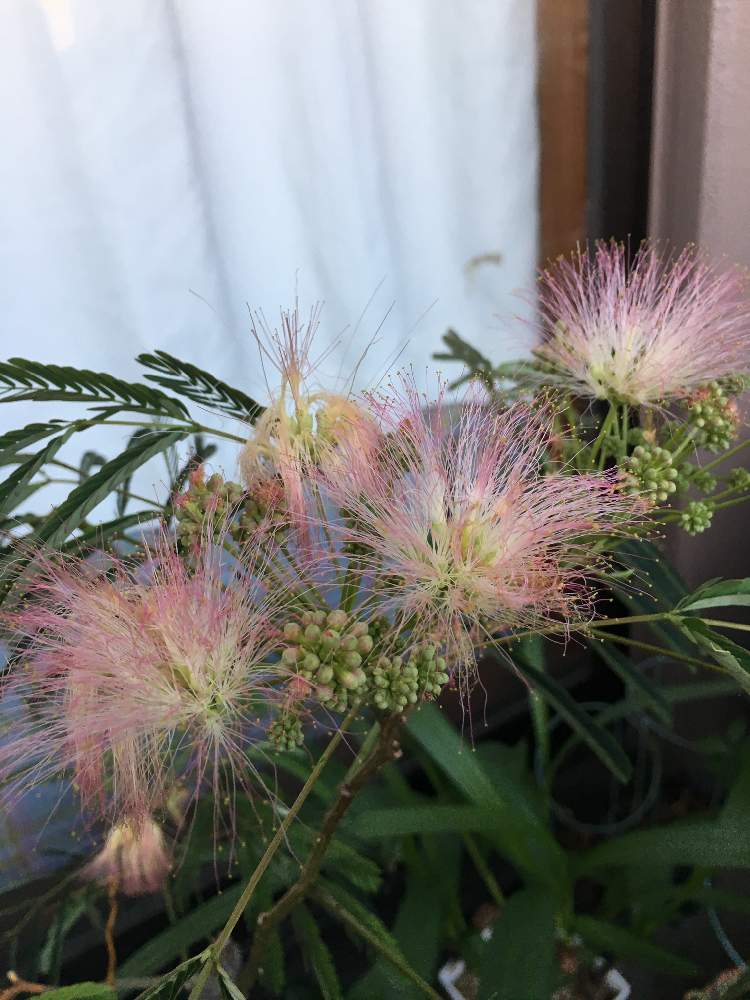 バルコニー/ベランダの画像 by コウさん | バルコニー/ベランダと植物男子と ネムノキとネムノキの花!と植中毒と綺麗と花のある暮らしとベランダー
