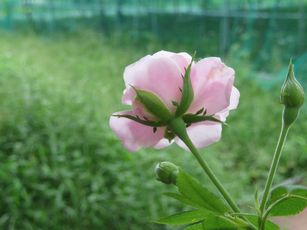 お出かけ先の画像 by まりーさん | お出かけ先とピンクの花と花のある暮らしとバラ・修景バラ
