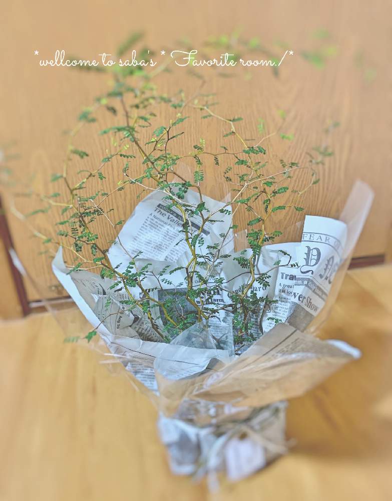 部屋の画像 by さば*さん | 部屋とありがとう❤️とno green no lifeとGSに感謝。とバラと夢CLUBとソフォラリトルベイビー☆とGSウォーキング推奨部とGSウォーキング・ジョギング推奨部