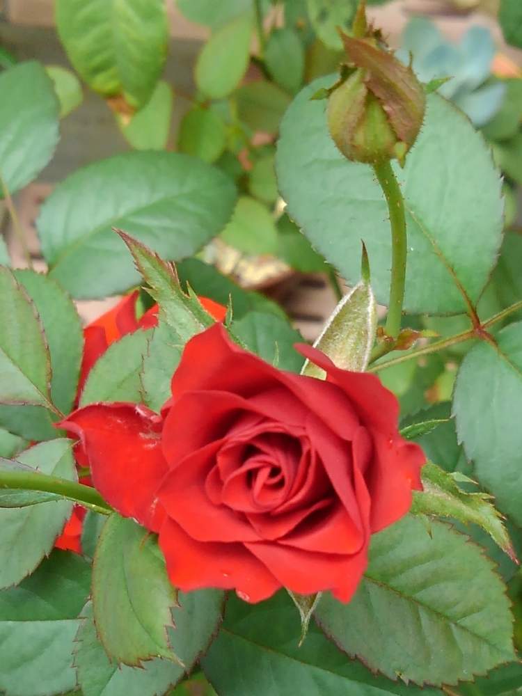 小さな庭の画像 by ほりくみさん | 小さな庭と薔薇と真っ赤なバラと薔薇に魅せられてと今日の一枚と花のある暮らしと薔薇の花とミニ薔薇