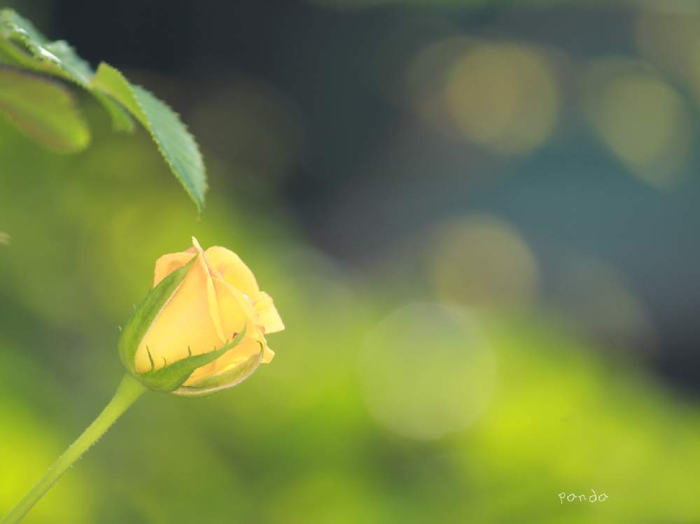 小さな庭の画像 by ぱんださん | 小さな庭とcanonとお花大好き♡と花のある風景と一眼レフとありがとうと穏やかな心と明るく♡と花のある暮らしとやさしさと玉ボケとバラ・ミニバラと背景ボケとコルダーナシリーズ