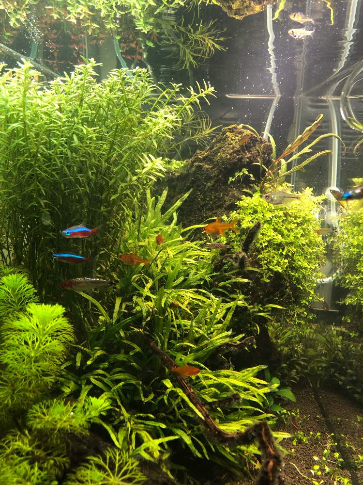 部屋の画像 by hittyyさん | 部屋と水草水槽と美しい葉と水槽と緑のある暮らしと水草と魚の共存と癒し空間と静かな夜✨と綺麗な色♡と美しい緑と緑大好き❤