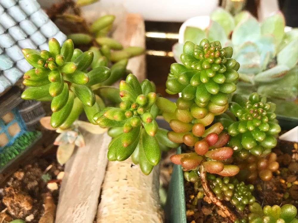 バルコニー/ベランダの画像 by 花ママさん | バルコニー/ベランダと虹の玉とレッドベリーとセダム属と多肉植物と多肉箱庭と多肉大好きとベランダ多肉とステキ☆とベランダガーデンと多肉女子とかわいいな♡と多肉寄せ植え