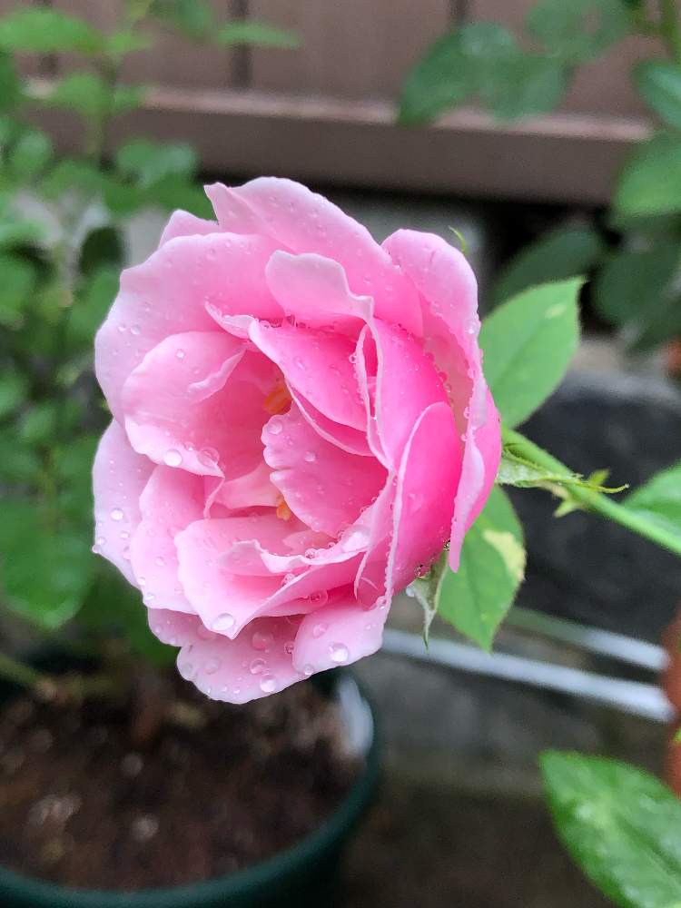 テラスの画像 by まゆらさん | テラスと薔薇 ヘルシューレンと薔薇♪