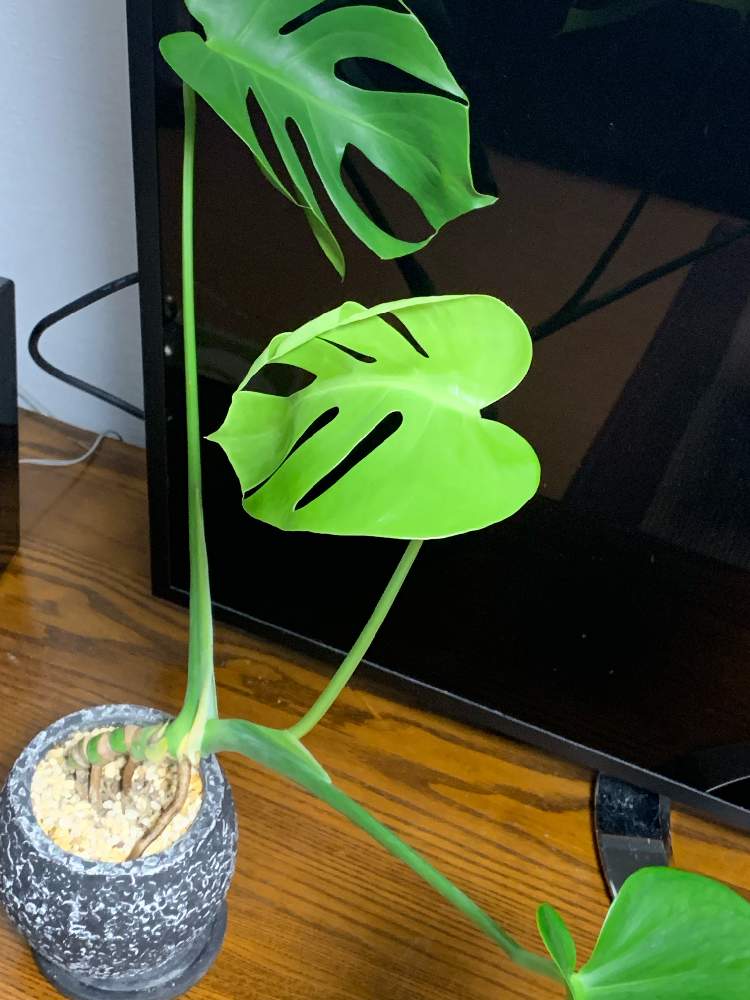 部屋の画像 by ひまわりさん | 部屋とモンステラ属と観葉植物と千葉県とわが家の観葉植物❢と癒しと観葉植物初心者とモンステラの葉と観葉植物がスキとマンション
