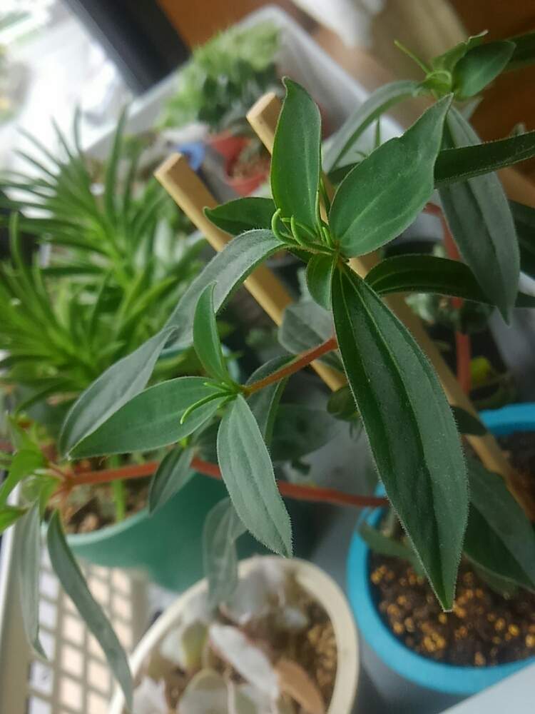 の画像 by ひよこ先生さん | ペペロミアと多肉植物とナゾ植物と放置と岩手県とダイソーと多肉女子とペペロミア属と徒長