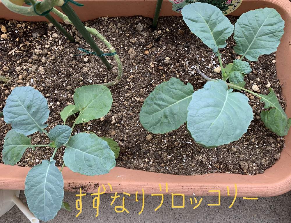 バルコニー/ベランダの画像 by えびちゃんママさん | バルコニー/ベランダとすずなりブロッコリーと家庭菜園奮闘日記