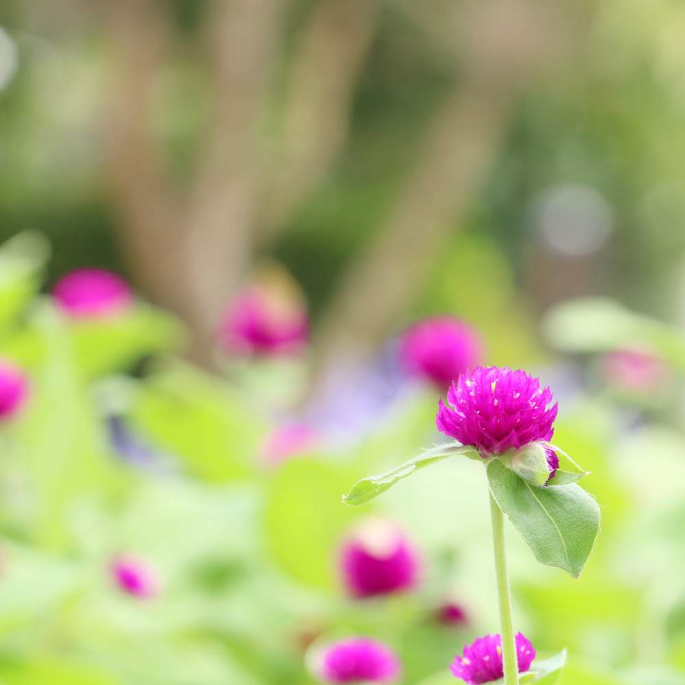お出かけ先の画像 by おはぎさん | お出かけ先と花のある空間と癒しとおさんぽと花のある生活と癒され風景と千日紅❁と花のある暮らしとかわいいな♡とやっぱり花が好き♡