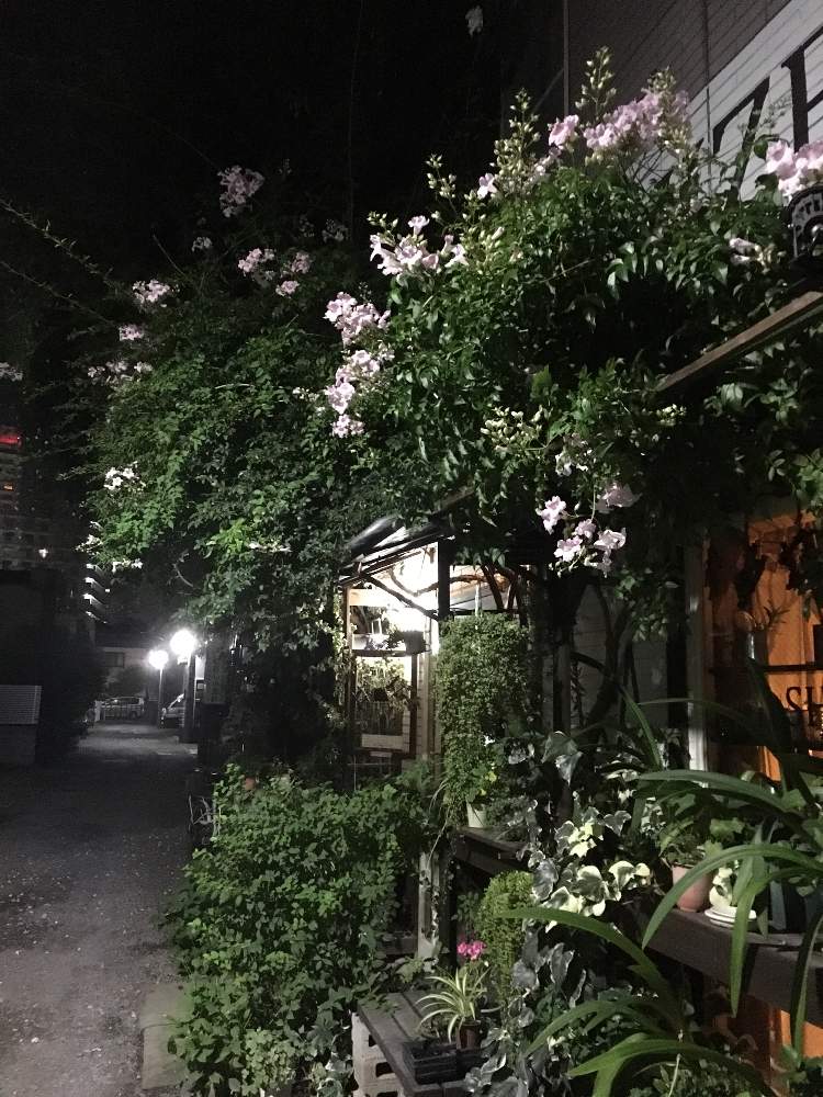 小さな庭の画像 by &ぼやくんさん | 小さな庭ともじゃもじゃとゆっくりカフェタイムと無加工写真と隠れ家とピンクノーゼンカズラ*と夜の画像と花のある暮らしと隠れカフェ