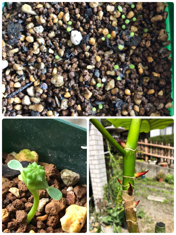 部屋の画像 by アマリリスさん | 部屋と多肉植物とHTCとウンべラーダの脇芽とサボテン科と観葉植物と植物のある暮らしとオベツサ実生とキュンキュン倶楽部と実生の日と思い切ってばっさりととバラと夢CLUBと多肉女子と新芽をカットとキュンキュン乙女倶楽部NO、230と ウンベラータとHTC No247とたにおたくらぶとたにおたくらぶNO134と新芽と大きくなぁれ