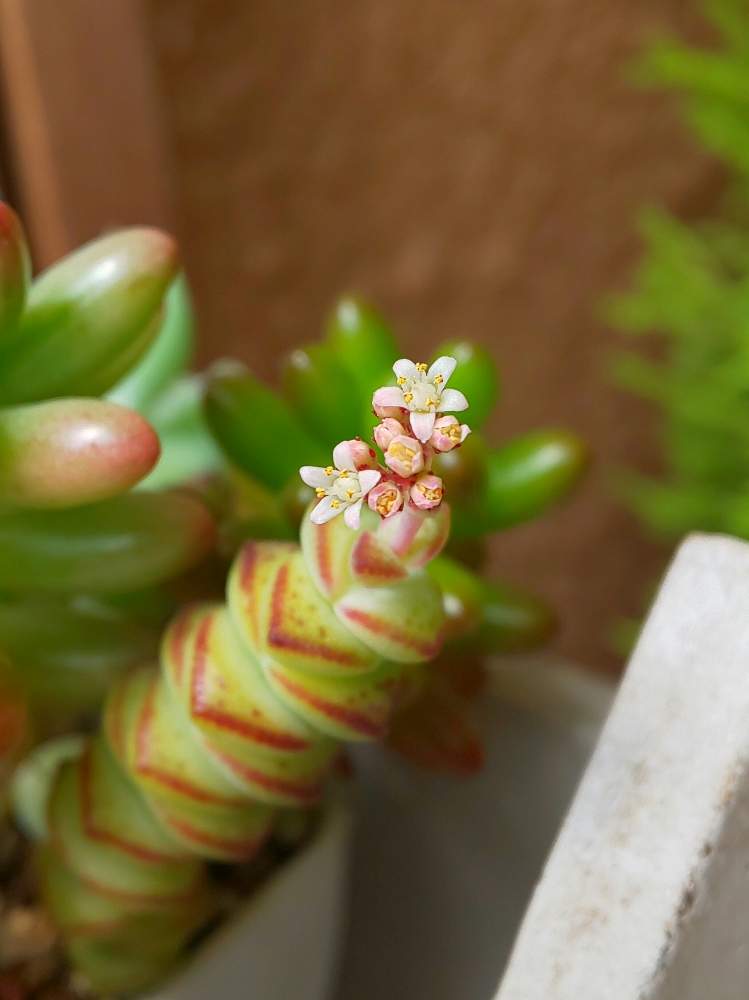 玄関の画像 by fresh -sumireさん | 玄関とオーロラとゴールドクレストとクラッスラ 数珠玉と多肉植物とみどりのある暮らしとキュンキュン乙女倶楽部と多肉の花と植物のある暮らしとボタニカルライフとGS4年生とグリーン!グリーン!グリーン!と負けるなもんもんチャンとマダム倶楽部と多肉のある暮らしとno green no lifeとつぼみと多肉女子と葉っぱ大好きとナチュラルスタイルといやされるとかわいいな♡とタニク初心者と数珠玉のお花