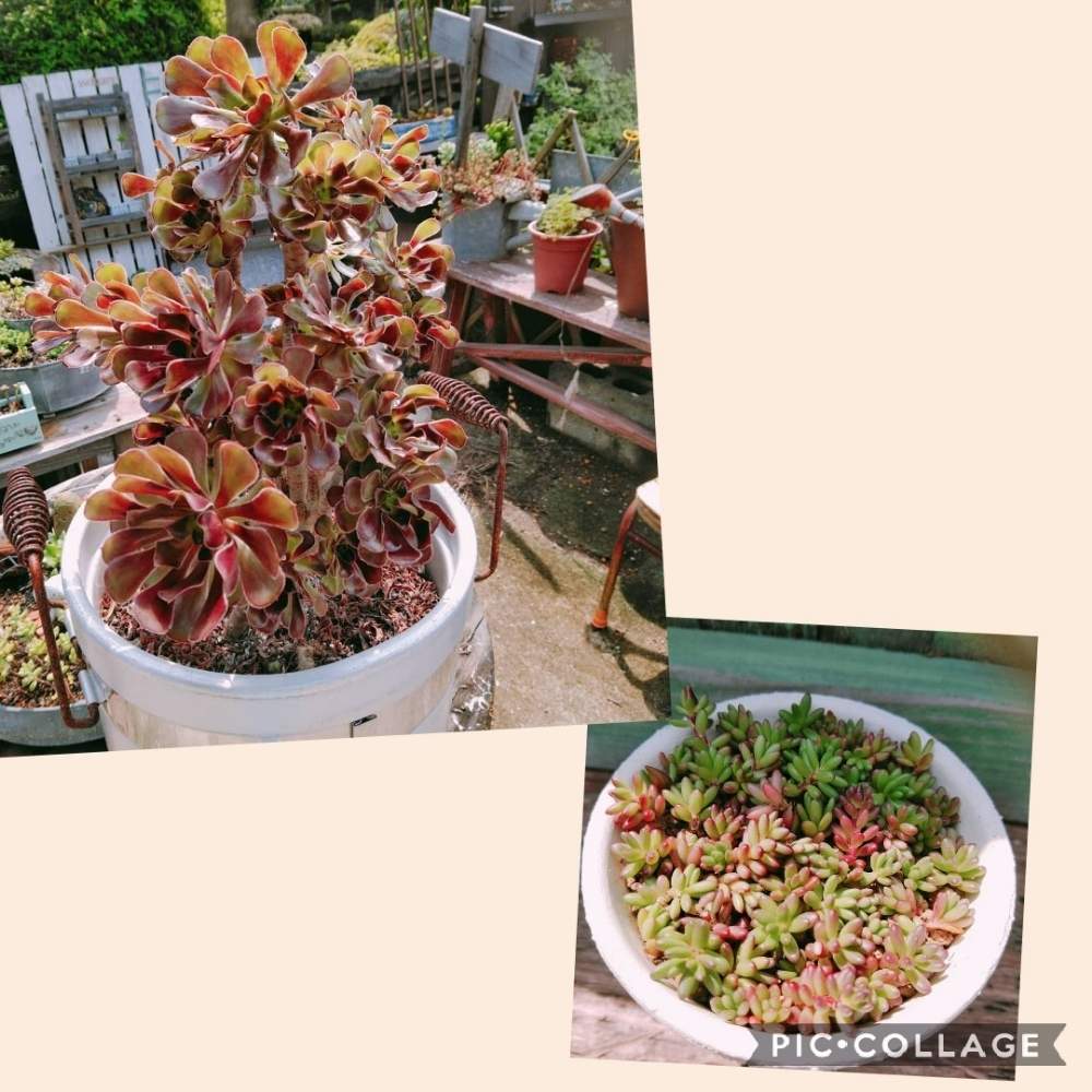 広い庭の画像 by smilehappynaturalさん | 広い庭と多肉植物とピンキー✧と北部九州多肉の会と『可憐なミニブーケ』フォトコンテストとGS映えとナチュラルガーデンとGS日和とno green no lifeと緑のある暮らしとnaturalgardenと多肉好きな人と繋がりたいと多肉女子と庭のある暮らしとF29会とタニラーとjunkgardenとガーデニングと花のある暮らしと多肉・黒法師と多肉寄せ植え