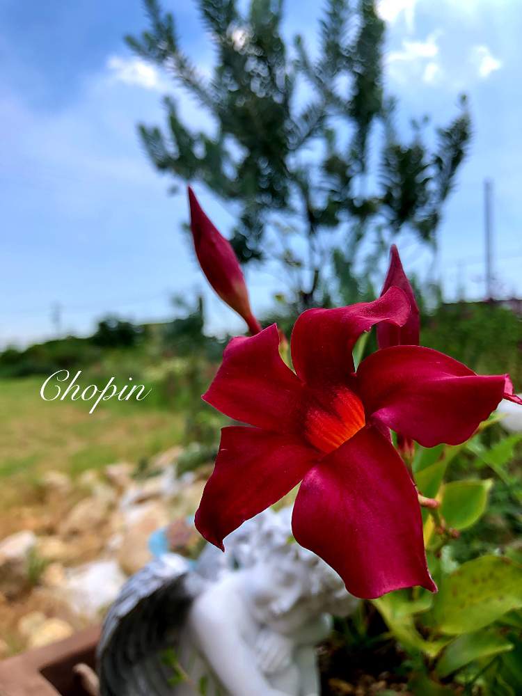 の画像 by Chopin(ショパン)さん | 夏の思い出とサンパラソル マンデビラとロックガーデンとハートの形とマイガーデンとGS映えとナチュラルガーデンとGS日和と癒しの空間とサンパラソル*とマンデビラ。と天使ちゃんとナチュラルスタイルと夏の終わりとレンガの小道とハートハートとiPhone撮影とリゾートロックガーデン