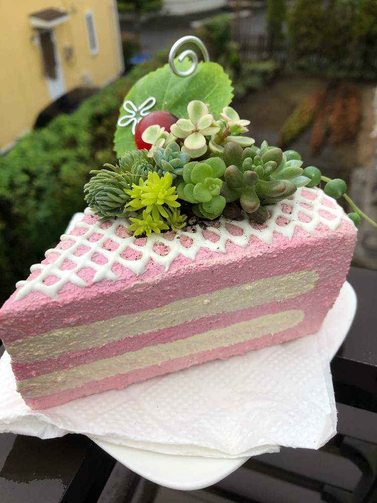 バルコニー/ベランダの画像 by がーまさん | バルコニー/ベランダと多肉寄せ植えと花のある暮らしと応援するよと被災地にエールを…。