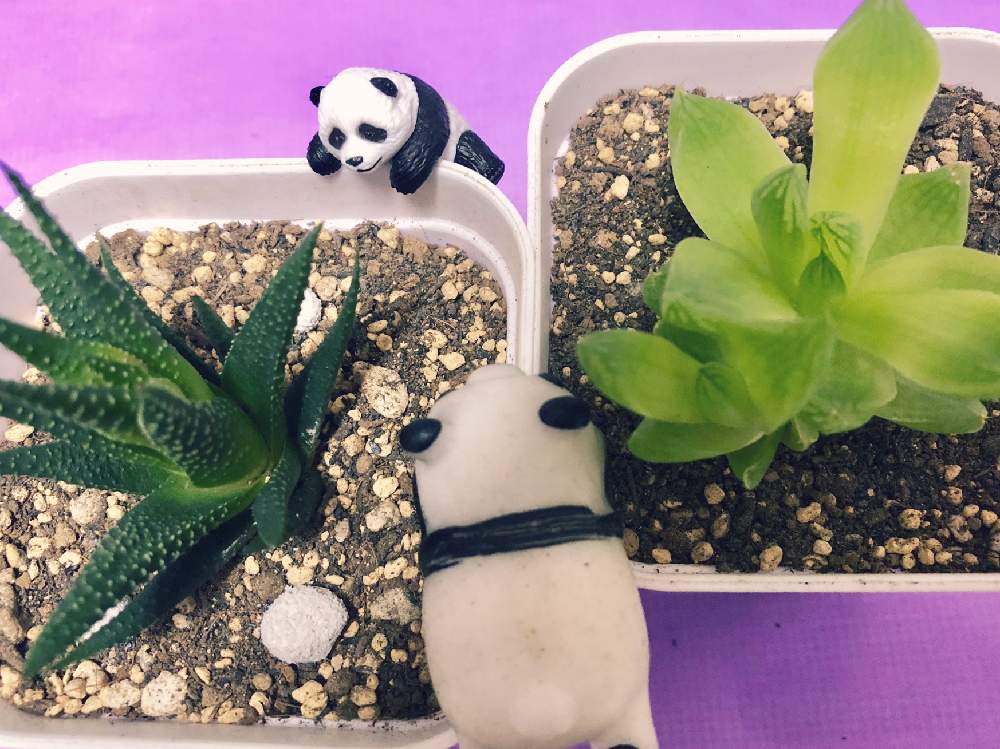 窓辺の画像 by kpさん | 窓辺とハオルチア属・ハオルシア属と十二の巻と多肉植物と初心者ですとハオルチア属と多肉のある暮らしとハオルシア属 とタニラーとGREEN UP!と多肉初心者
