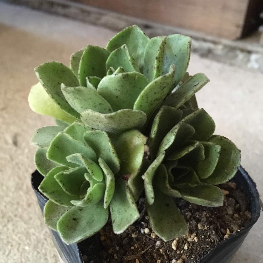 の画像 by 多肉植物専門店 RuPo“ルポ”さん | 購入可能とInstagram販売と購入可とインスタやってますとルポさんとアエオニウムと多肉 レモネードとRuPoさんとアエオニウム属と多肉女子と多肉植物とサボテンとInstagramとうちのデレンオリバーとルポ