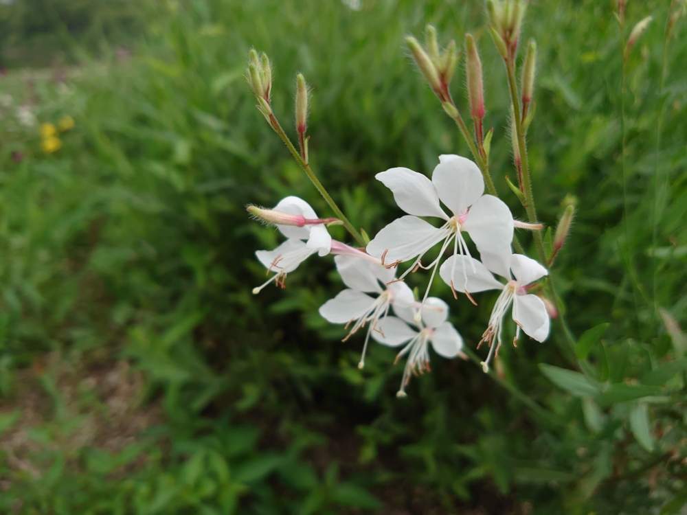 お出かけ先の画像 by たーぼー *さん | お出かけ先とガウラとアカバナ科とお写んぽと長居植物園と長居公園