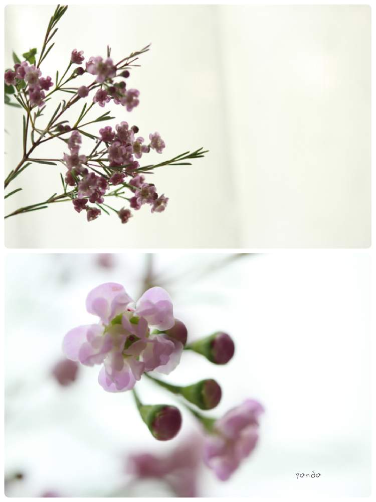 窓辺の画像 by ぱんださん | 窓辺とワックスフラワー ダンシングクイーンと小さなお花とcanonとお花大好き♡と一目惚れと一眼レフとありがとうと穏やかな心と明るく♡と花のある暮らしとやさしさと背景ボケ
