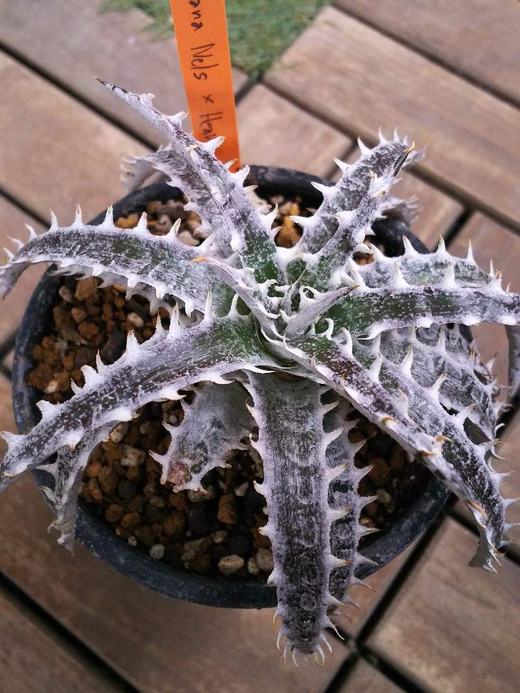 バルコニー/ベランダの画像 by こままこさん | バルコニー/ベランダとトゲトゲとQdyckia 'Nels' × 'Heaven&Hell'とディッキアとトゲトゲくんとQdyckiaとトゲトゲ好きとうちのディッキアとディッキア交配種とトゲトゲのある暮らしとDyckia