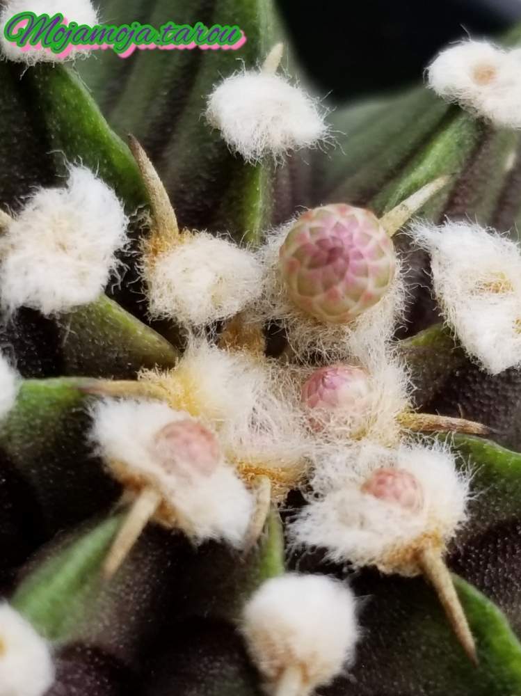 棚の画像 by もじゃもじゃ太郎さん | 棚とLB2178とGymnocalycium friedrichii LB2178と多肉植物とギムノ・牡丹玉とサボテン科とギムノカリキウム フリードリッヒ LB2178とボタニカルライフとウッドデッキとギムノカリキウム属と植欲とつぼみと植中毒と多肉植物とサボテンと牡丹玉 LB2178とLB2178☆と珍奇植物と多肉男と花のある暮らしとサボテンの花と花芽へのときめき(*゚-゚)とビザールプランツと植物棚