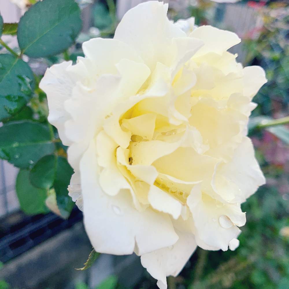 小さな庭の画像 by buchiさん | 小さな庭とバラと薔薇とエリナとかわいい♡とGS映えといい感じ♪♪とGS日和と今日の一枚と今日のお庭と花のある暮らしと白い花とかわいいな♡
