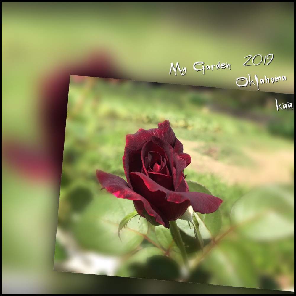 の画像 by kuuさん | 感謝 感謝 ❤と赤い薔薇*と薔薇を楽しむ♡といいかおり(╹◡╹)と薔薇に魅せられてと手作りの庭と癒しの時間♡♡と美しい♡と癒し空間とMy Garden✩.*˚と香りと花のある暮らしと地植え