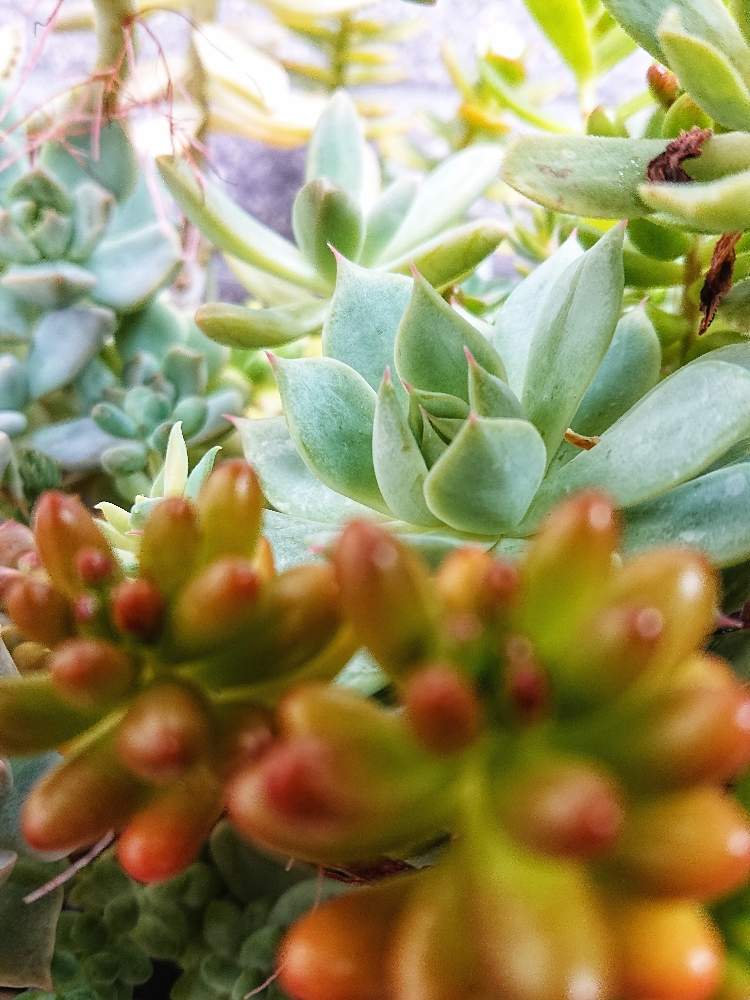 玄関の画像 by みきさん | 玄関と多肉植物の寄植えと多肉中毒と多肉植物とダイソー雑貨とタニパトと多肉大好きとダイソー鉢と自己満足と多肉3年目と玄関でお出迎えとGS映えと植中毒とタニクゴトと多肉女子とタニラーと多肉初心者