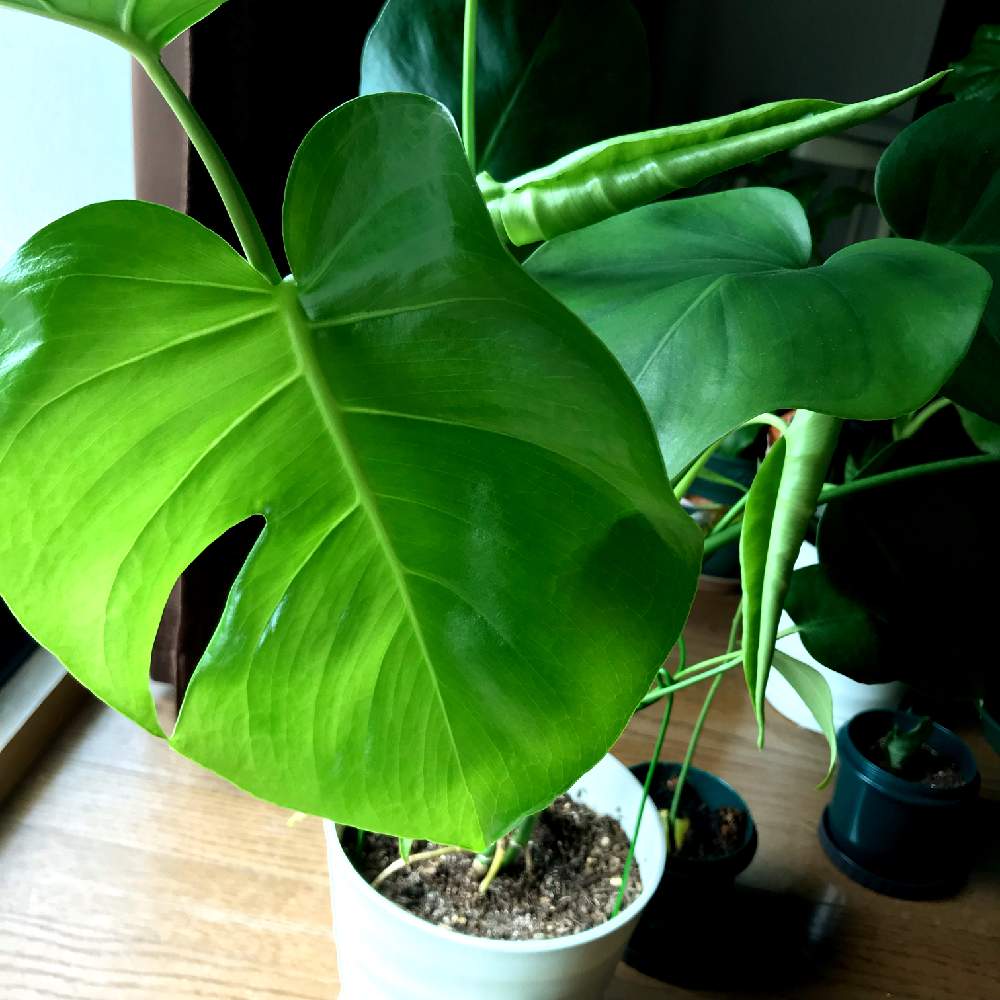 部屋の画像 by SPOONさん | 部屋とモンステラと若葉と観葉植物とグリーンのある暮らしとグリーン!グリーン!グリーン!と綺麗なミドリと葉っぱのある暮らしと葉っぱと鉢植えと成長記録と葉脈フェチとGREEN UP!と新芽
